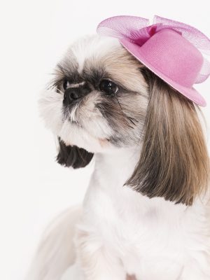 dog hair cur